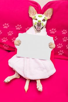 chihuahua  dog relaxing  with beauty mask in  spa wellness center , moisturizing cream mask and cucumber, wearing a fancy bathrobe holding a banner placard