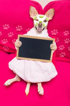 chihuahua  dog relaxing  with beauty mask in  spa wellness center , moisturizing cream mask and cucumber, wearing a fancy bathrobe holding a banner placard