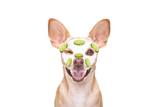 chihuahua  dog relaxing  with beauty mask in  spa wellness center , moisturizing cream mask and cucumber, wearing a fancy bathrobe behind a banner placard