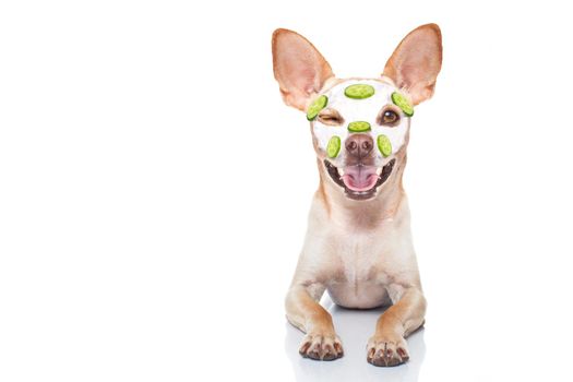 chihuahua  dog relaxing  with beauty mask in  spa wellness center , moisturizing cream mask and cucumber