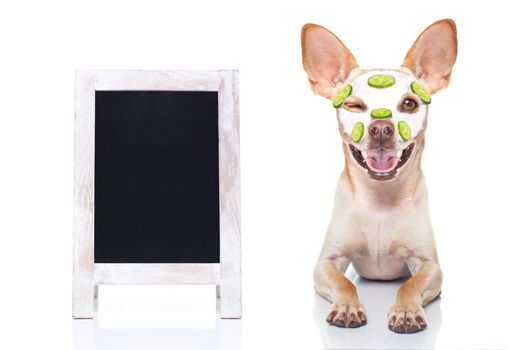 chihuahua  dog relaxing  with beauty mask in  spa wellness center , moisturizing cream mask and cucumber