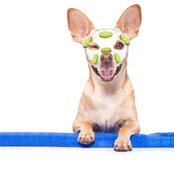 chihuahua  dog relaxing  with beauty mask in  spa wellness center , moisturizing cream mask and cucumber, wearing a fancy bathrobe behind a banner placard