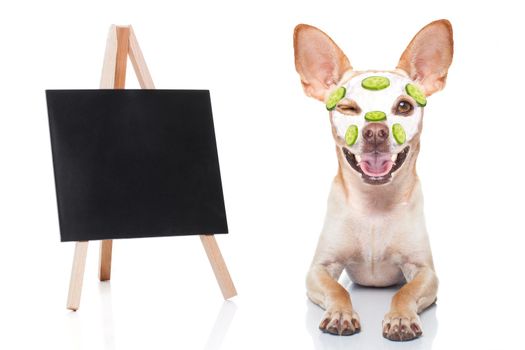 chihuahua  dog relaxing  with beauty mask in  spa wellness center , moisturizing cream mask and cucumber