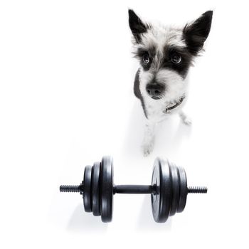 poodle dog with guilty conscience  for overweight, and to loose weight ,  on white background with  a dumbbell