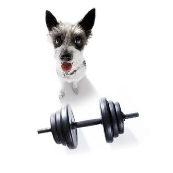 poodle dog with guilty conscience  for overweight, and to loose weight ,  on white background with  a dumbbell