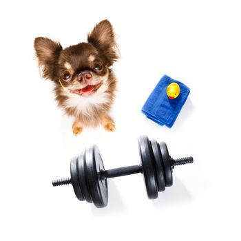 poodle dog with guilty conscience  for overweight, and to loose weight ,  on white background with  a dumbbell