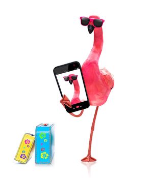 pink gay flamingo taking a selfie, on summer vacation holidays, isolated on white background