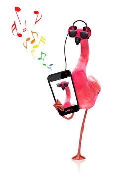 cool dj pink gay flamingo  listening or singing to music  with headphones and mp3 player,   isolated on white background