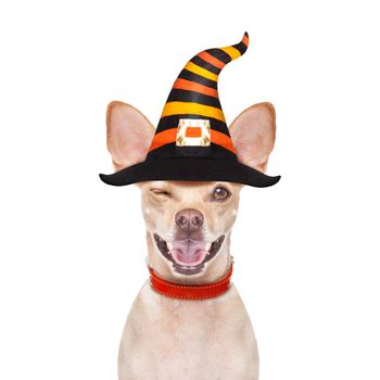 halloween devil,chihuahua dog scared and frightened, isolated on white background, wearing a witch hat, behind white blank banner or placard poster