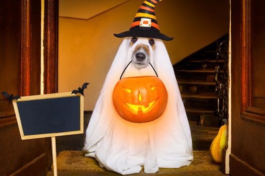 dog sitting as a ghost for halloween in front of the door  at home entrance with pumpkin lantern or  light , scary and spooky, for a trick or treat, banner , placard to the side