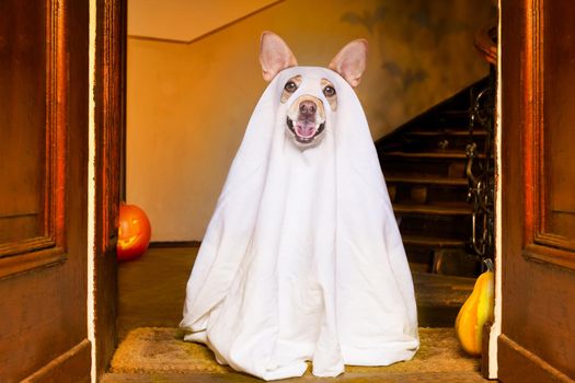 dog sitting as a ghost for halloween in front of the door  at home entrance with pumpkin lantern or  light , scary and spooky, for a trick or treat