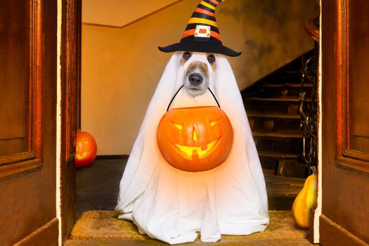 dog sitting as a ghost for halloween in front of the door  at home entrance with pumpkin lantern or  light , scary and spooky, for a trick or treat