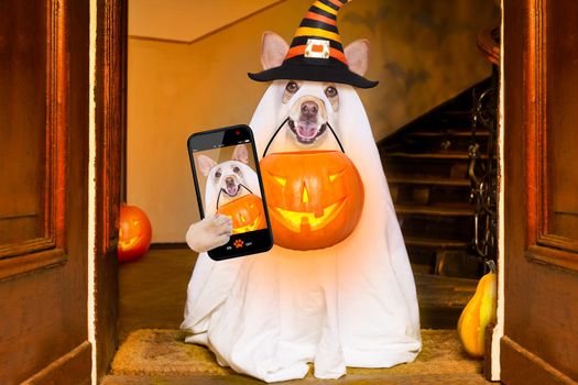 dog sitting as a ghost for halloween in front of the door  at home entrance with pumpkin lantern or  light , scary and spooky, for a trick or treat taking a selfie