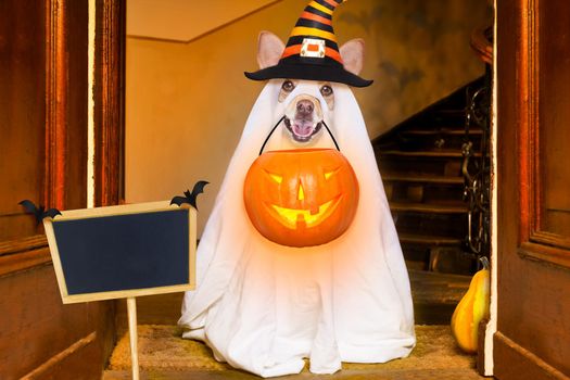dog sitting as a ghost for halloween in front of the door  at home entrance with pumpkin lantern or  light , scary and spooky, for a trick or treat, banner , placard to the side