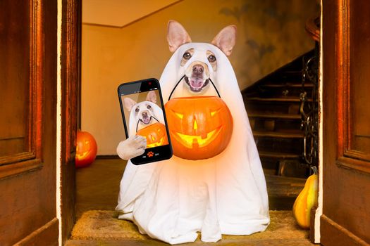 dog sitting as a ghost for halloween in front of the door  at home entrance with pumpkin lantern or  light , scary and spooky, for a trick or treat