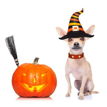 dog sitting as a ghost for halloween with pumpkin lantern or  light , scary and spooky, for a trick or treat