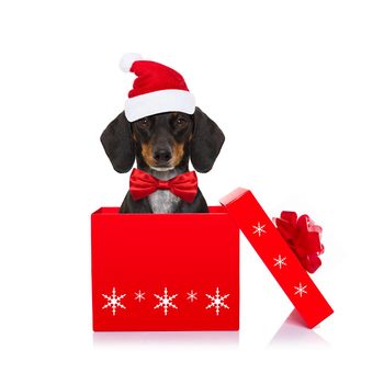 christmas santa claus dachshund sausage dog as a holiday season surprise out of a gift or present box  with red hat , isolated on white background