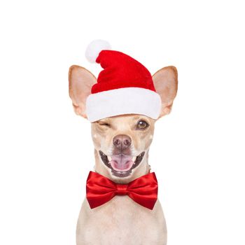 halloween devil,chihuahua dog scared and frightened, isolated on white background, wearing a witch hat, behind white blank banner or placard poster