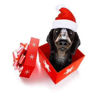 christmas santa claus dachshund sausage dog as a holiday season surprise out of a gift or present box  with red hat , isolated on white background