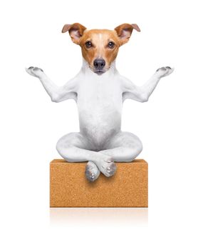 yoga dog sitting relaxed with closed eyes thinking deeply on a brick