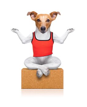 dog sitting relaxed with closed eyes on a yoga brick , isolated on white background