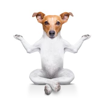 yoga dog sitting relaxed with happy face