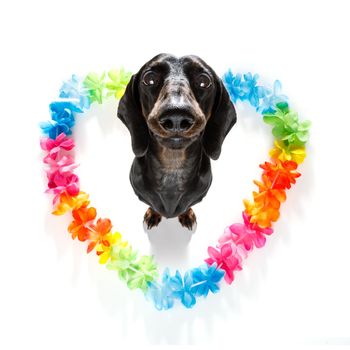 sausage dachshund  dog in love for happy valentines day with rainbow  flower chain in heart shape  , looking up in wide angle