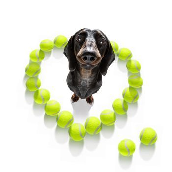 sausage dachshund  dog ready to play and have fun with owner and tennis ball toy , isolated on white background in tournament