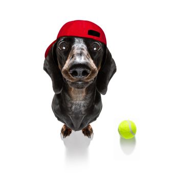 sausage dachshund  dog ready to play and have fun with owner and tennis ball toy , isolated on white background in tournament