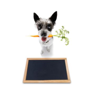 poodle dog  with  healthy  vegan carrot in mouth  , isolated on white background