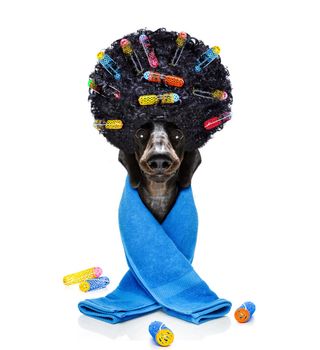 sausage dachshund dog  with hair rulers  and afro curly wig  hair at the hairdresser  behind a blank empty placard or banner, isolated on white background