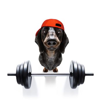 fitness sausage dachshund dog lifting a heavy big dumbbell, as personal trainer , isolated on white background