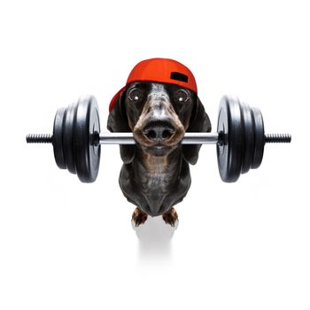 fitness sausage dachshund dog lifting a heavy big dumbbell, as personal trainer , isolated on white background