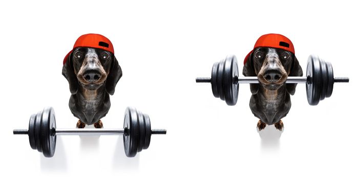fitness sausage dachshund dog lifting a heavy big dumbbell, as personal trainer , isolated on white background