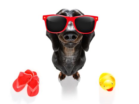 summer vacation sausage dachshund dog with rubber duck and flip flops