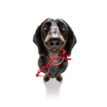 dumb crazy sausage dachshund dog with nerd glasses as an office business worker with pencil in mouth ,full body ,  isolated on white background