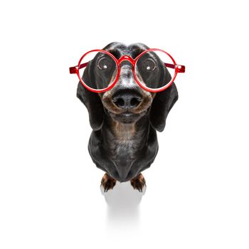 dumb crazy sausage dachshund dog with nerd glasses as an office business worker with pencil in mouth ,full body ,  isolated on white background