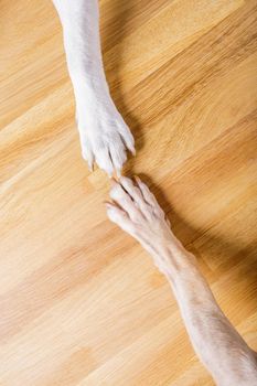 dog and owner handshaking or shaking hands  and paw as a team or friendship and in love