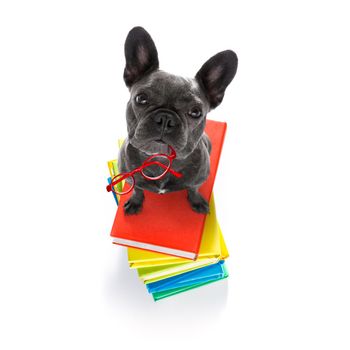 french bulldog  dog with   a tall stack of books ,very smart and clever , isolated on white background