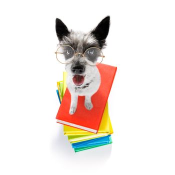 terrier poodle dog with   a tall stack of books ,very smart and clever , isolated on white background