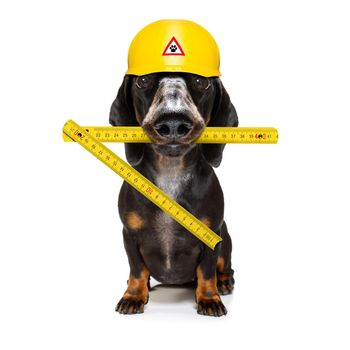 handyman  sausage dachshund dog worker with helmet and hammer in mouth, ready to repair, fix everything at home, isolated on white background