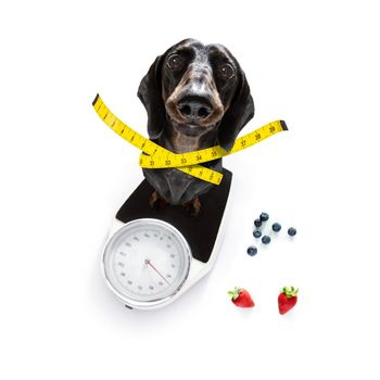 sausage dog with guilty conscience  for overweight, and to loose weight , standing on a  personal scale, isolated on white background and fresh vegan vegetarian fruit around