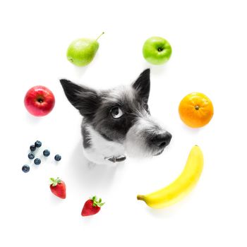 poodle with guilty conscience  for overweight, and to loose weight , isolated on white background and fresh vegan vegetarian fruit around