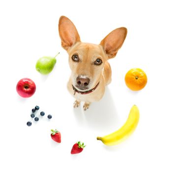 chihuahua with guilty conscience  for overweight, and to loose weight , isolated on white background and fresh vegan vegetarian fruit around