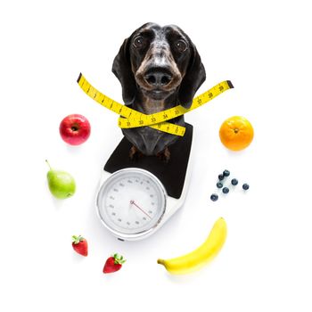 sausage dog with guilty conscience  for overweight, and to loose weight , standing on a  personal scale, isolated on white background and fresh vegan vegetarian fruit around