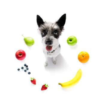 poodle with guilty conscience  for overweight, and to loose weight , isolated on white background and fresh vegan vegetarian fruit around