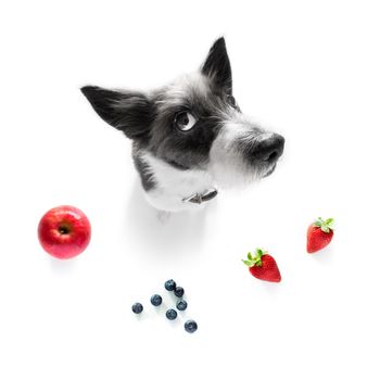 poodle dog with guilty conscience  for overweight, and to loose weight ,isolated on white background and fresh vegan vegetarian fruit around