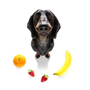 sausage dachshund  dog with guilty conscience  for overweight, and to loose weight ,isolated on white background and fresh vegan vegetarian fruit around