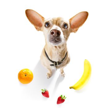 chihuahua dog with guilty conscience  for overweight, and to loose weight ,isolated on white background and fresh vegan vegetarian fruit around