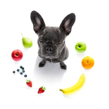 french bulldog dog  with guilty conscience  for overweight, and to loose weight , isolated on white background and fresh vegan vegetarian fruit around